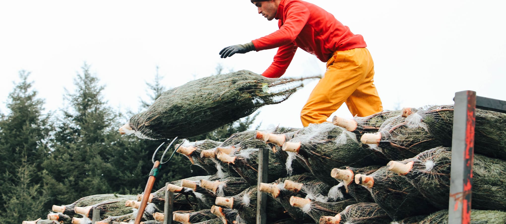 Chargement de sapins de Noël en filet sur une remorque en pleine production