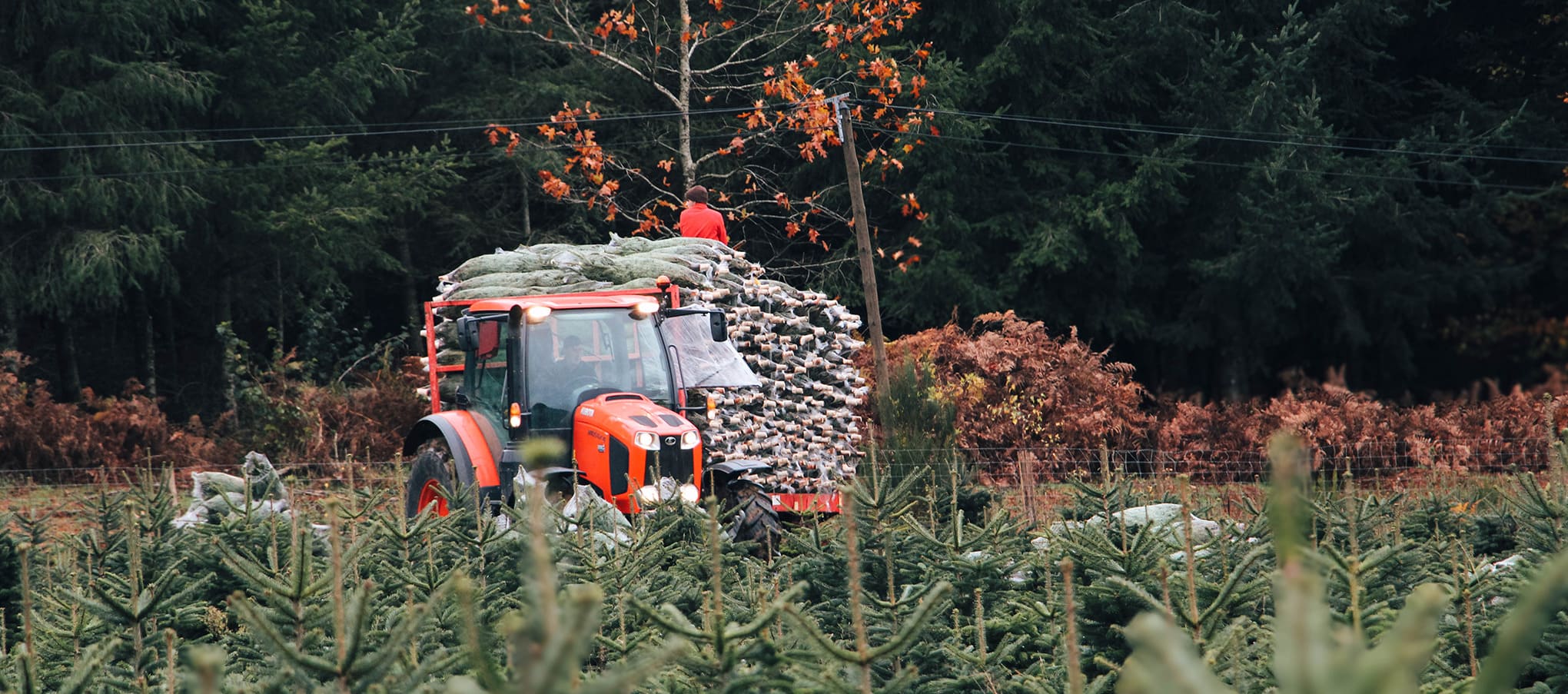 Tracteur transportant des sapins de Noël fraîchement coupés dans une plantation