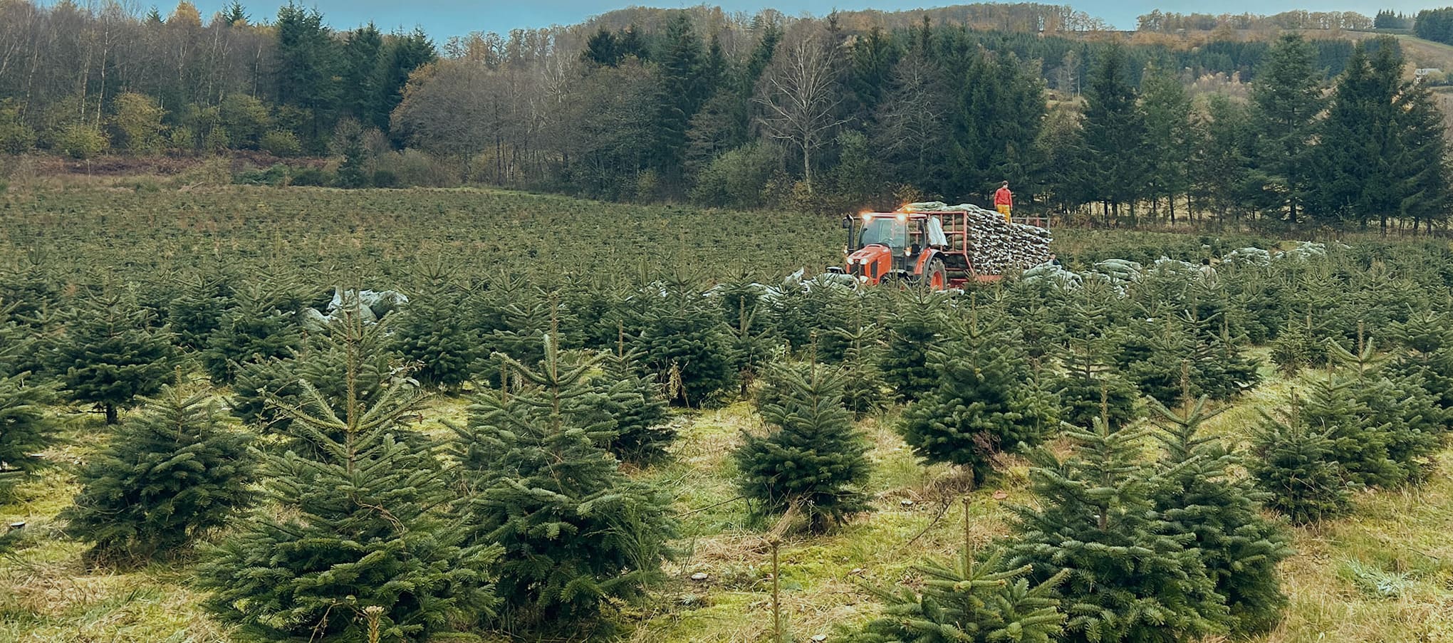 Récolte de sapins Nordmann en filet dans une plantation de sapins de Noël