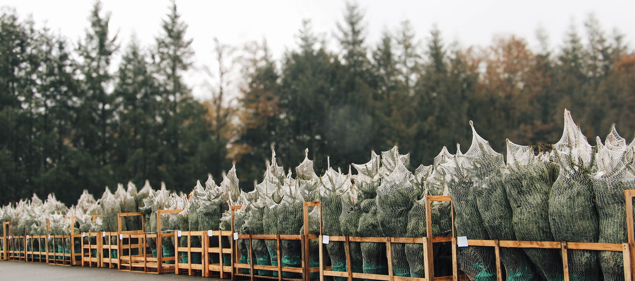 Variétés de sapins conditionnés en filet sur palettes pour expédition