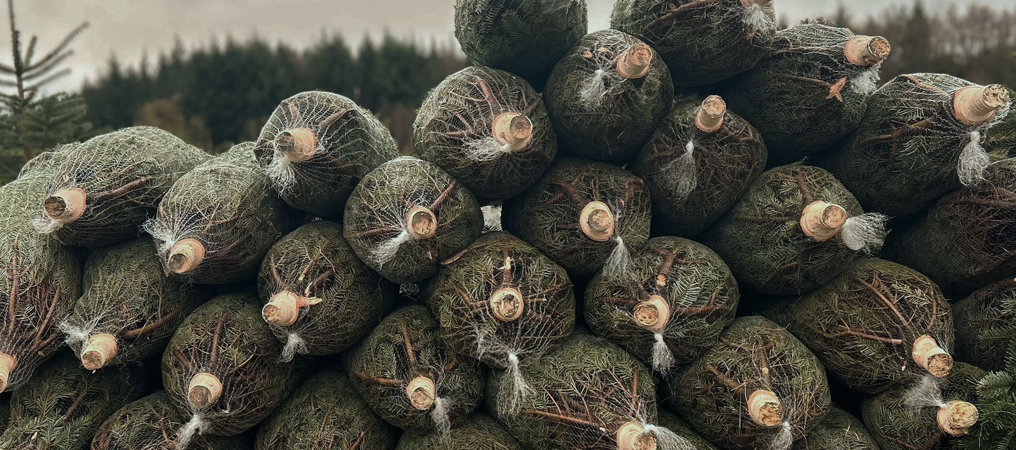 Stock de sapins de Noël en filet empilés dans une plantation forestière