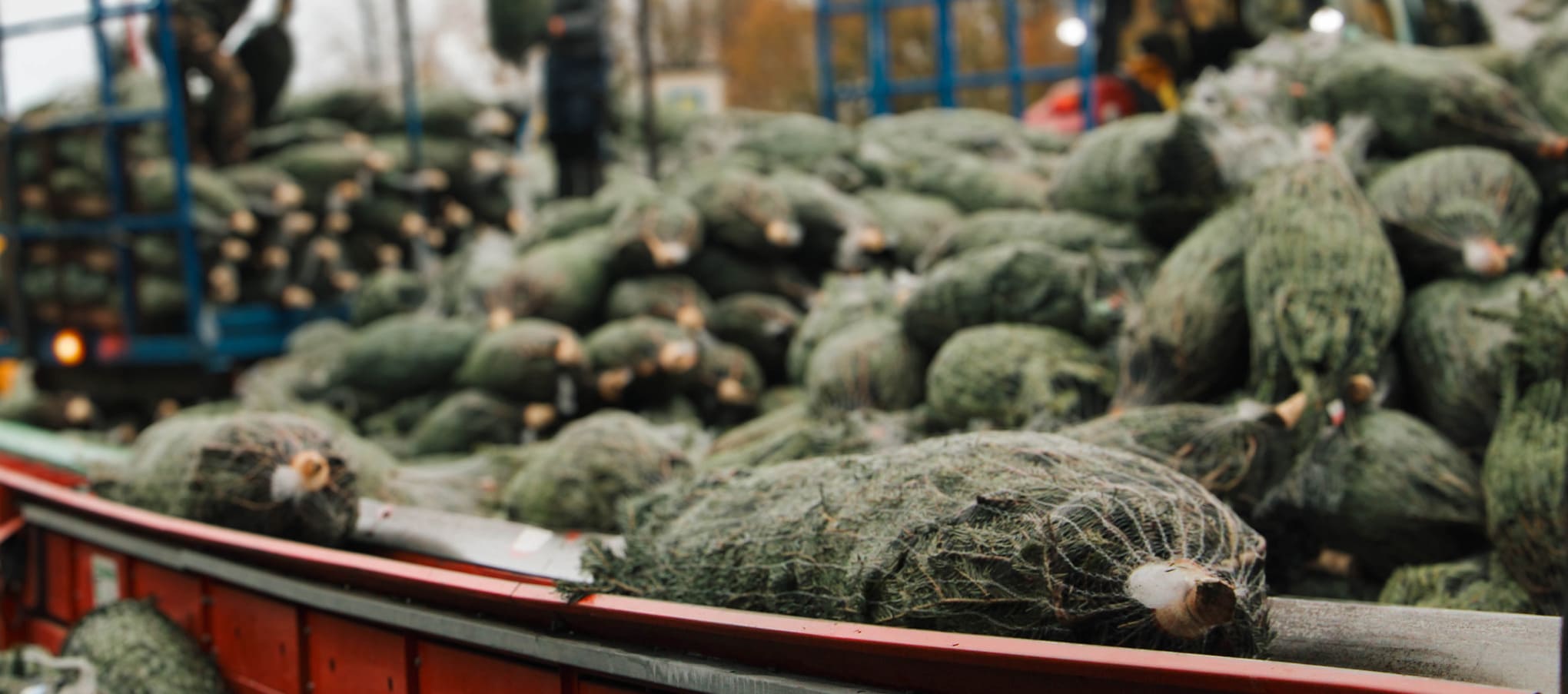 Sapins de Noël coupés et emballés en filet prêts à être expédiés