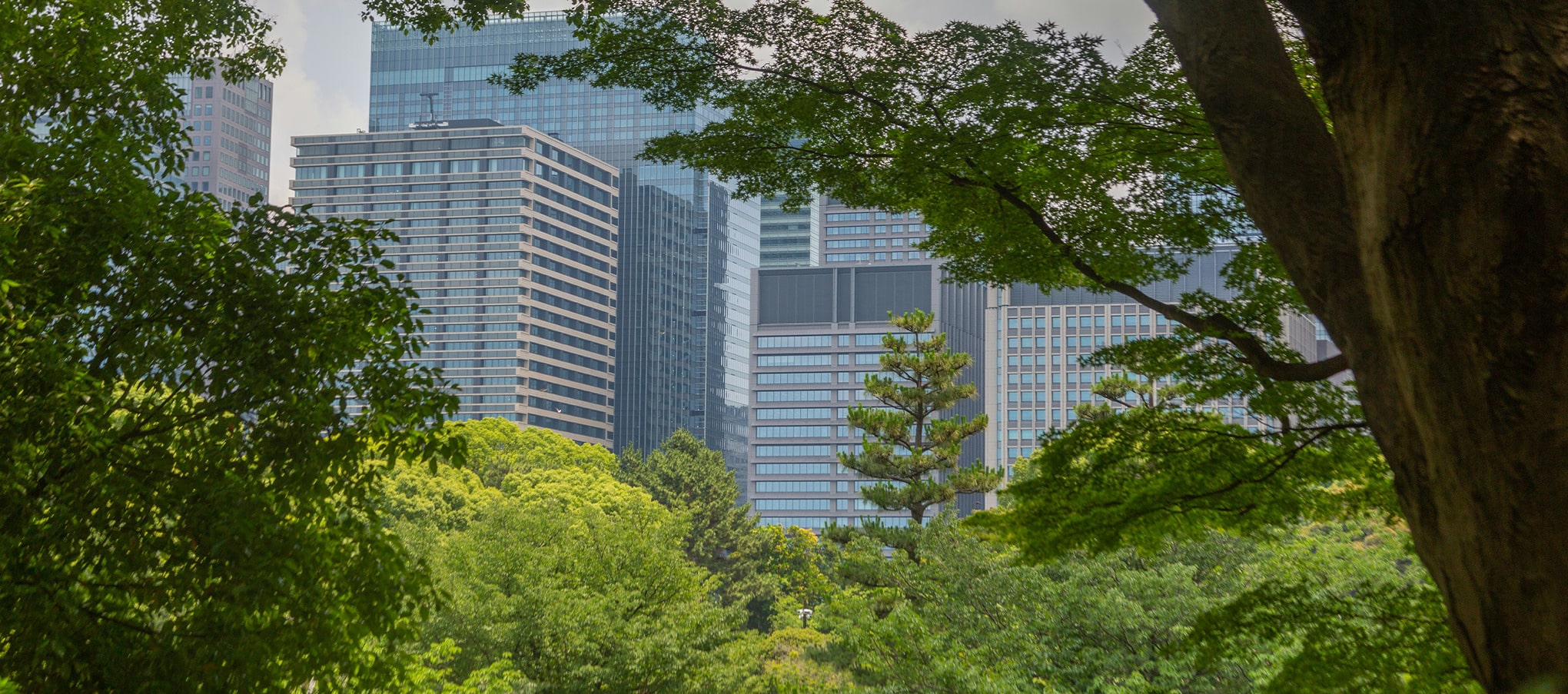 Vue d’un parc urbain arboré devant un quartier d’affaires, illustration de végétalisation pour lutter contre les îlots de chaleur