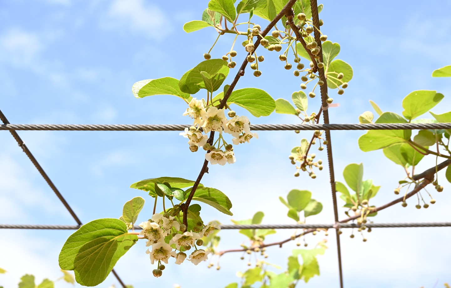 Fleurs blanches et boutons de kiwi sur une liane palissée sur des câbles, sous un ciel bleu
