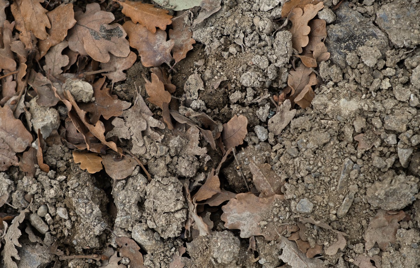 Sol caillouteux gris-beige recouvert de feuilles de chêne mortes