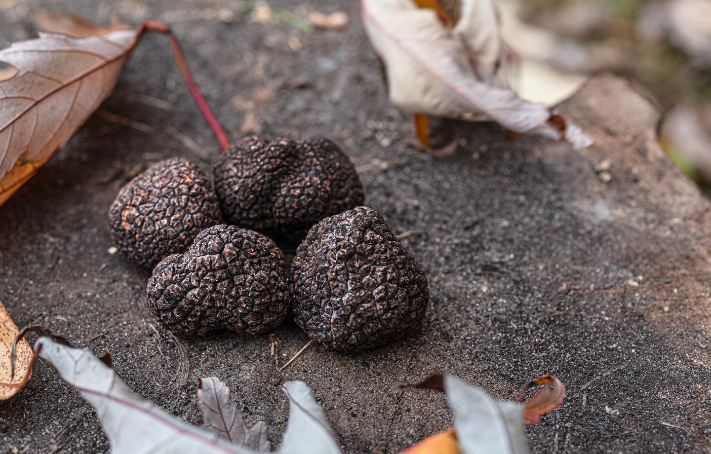 Quatre truffes noires posées sur un sol de sous-bois, parmi des feuilles mortes