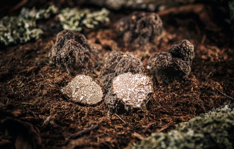 Truffes entières et coupées posées sur la terre et la mousse