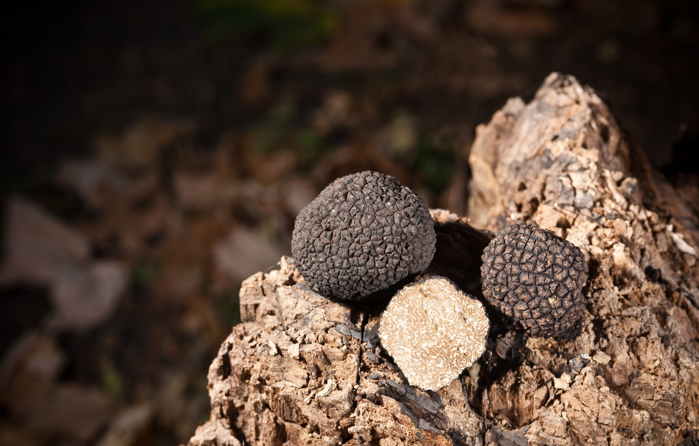 Deux truffes noires et une truffe coupée à la chair beige, posées sur un morceau de bois mort