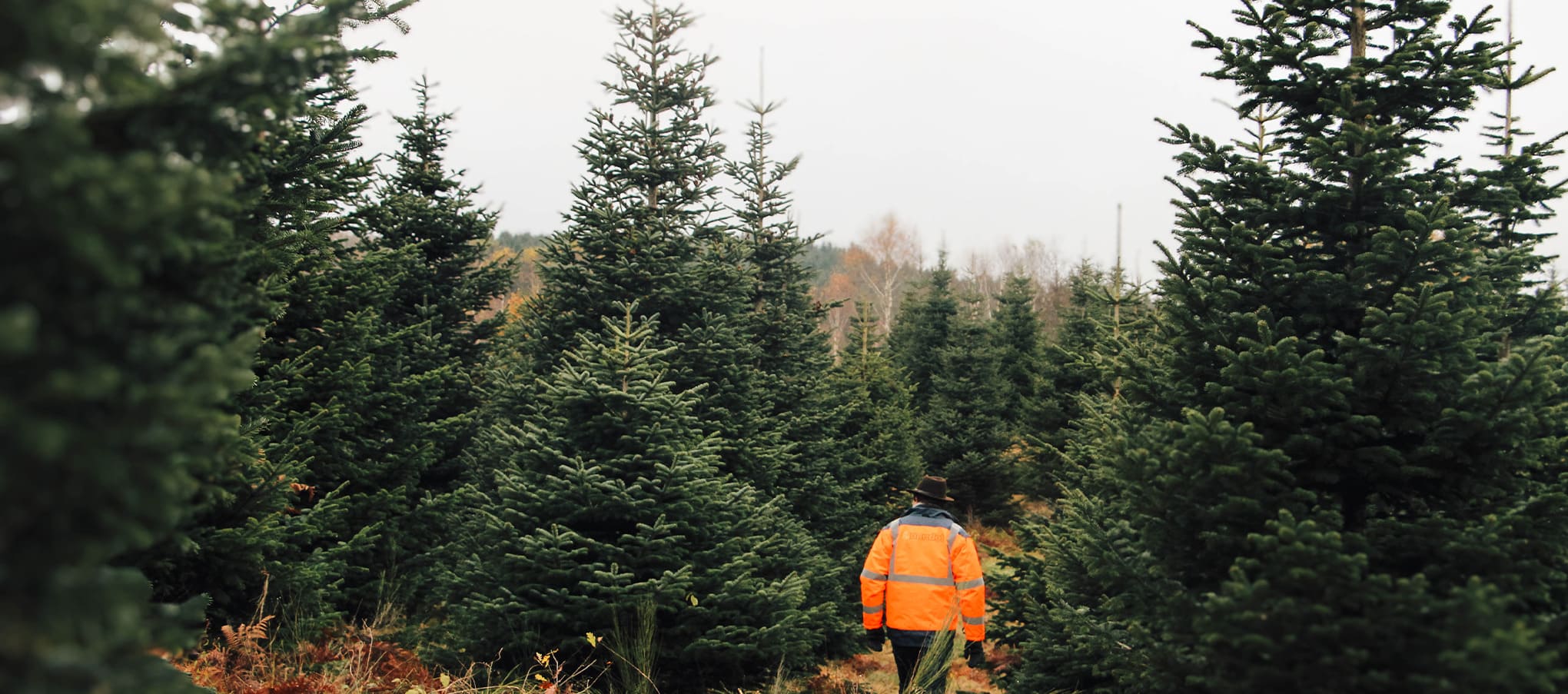 Culture de jeunes sapins Nordmann et épicéas en pépinière