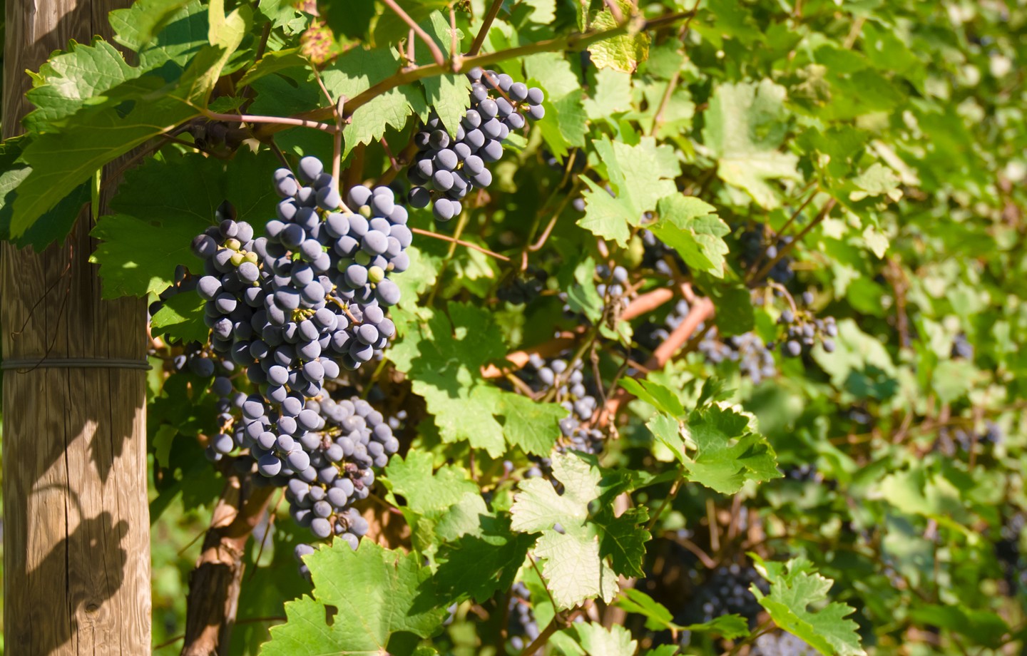 Grappes de raisin noir mûres suspendues à une vigne, devant un poteau en bois, au milieu des feuilles