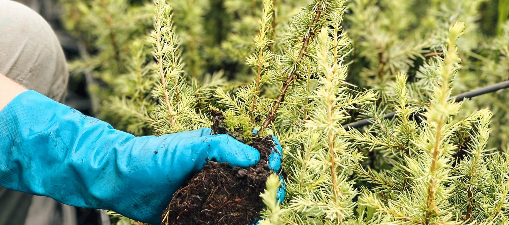 Gros plan sur un jeune plant forestier tenu à la main avec des gants bleus