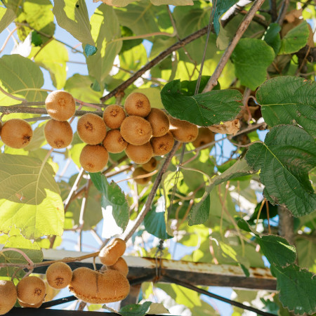 Planter un kiwi grimpant : réussir sa plantation et son entretien