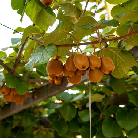 Grimpantes fruitières : 5 plantes pour unir récolte et esthétique