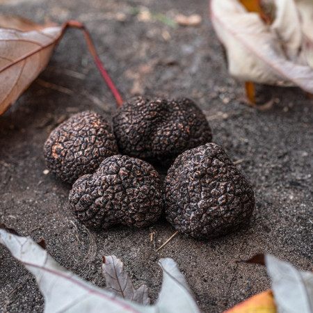 Chêne pubescent uncinatum : produire la truffe de Bourgogne chez soi